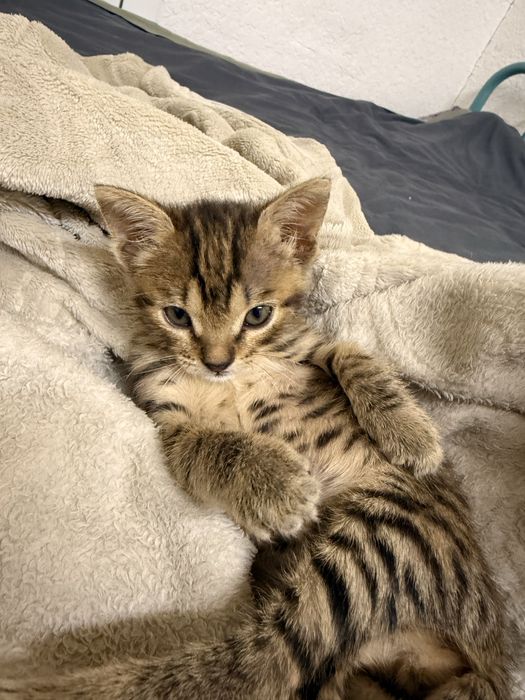 Отдам котёнка в добрые руки