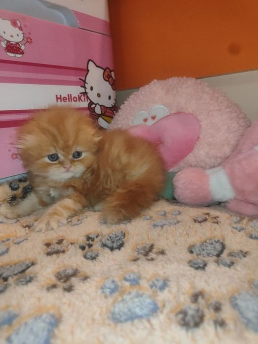 Продается   Скоттиш фолд