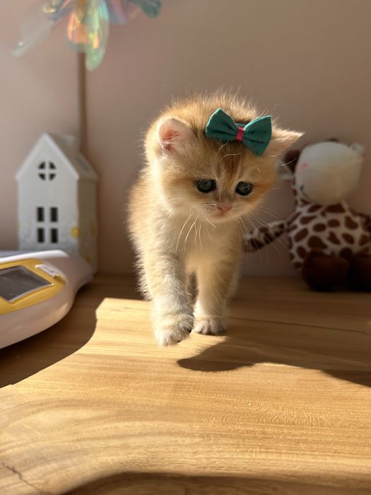 Kотята зoлотой шиншиллы