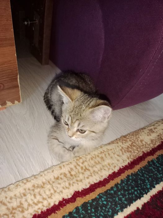 Котенки породистые
