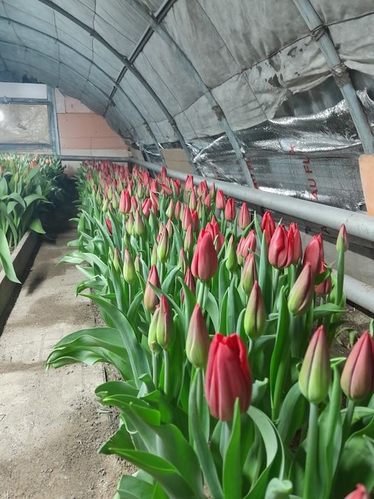 Продам теплицу заводская