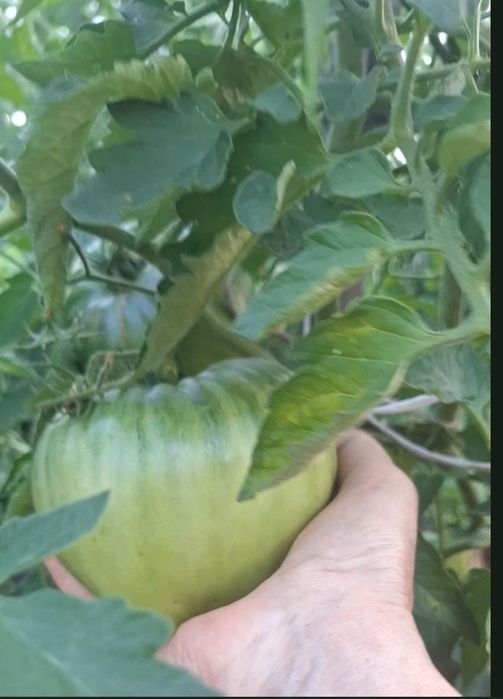 Продам дачу 3 сотки в Новопавловке
