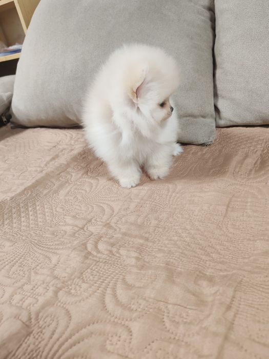 Померан мини  мъжки и женско