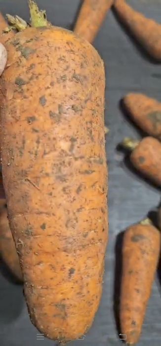 Морковь. Морковка мабиз