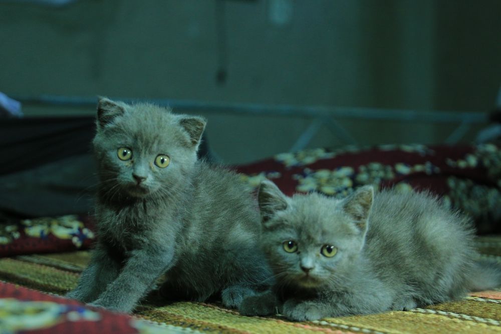 Кошка Mushuk Skotish straight 2 yarim oylik toza qon