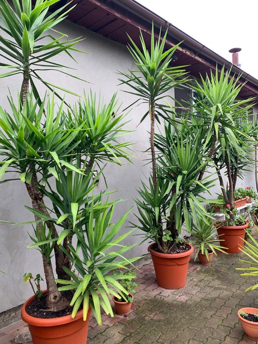 Plante : plante și semințe