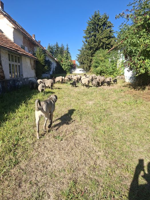 Vănd 10 oi Romanov și un berbec de doi ani.