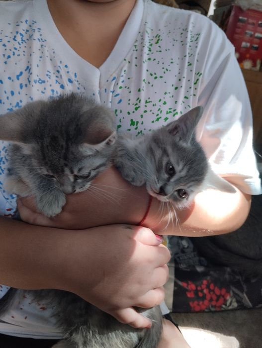 Котята 2 месяцев