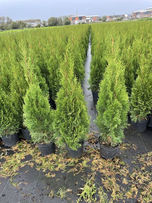 Смаракта туя  50-60 см 1м туялар сатылымда