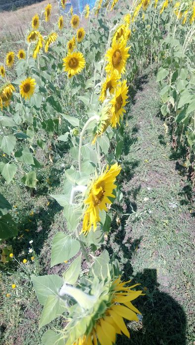 Продава се Земеделски имот в Павликени -  кв.м за 2040 €/дка - Снимка #2