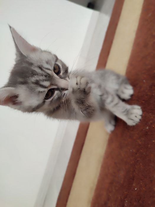 продается 3000 тг