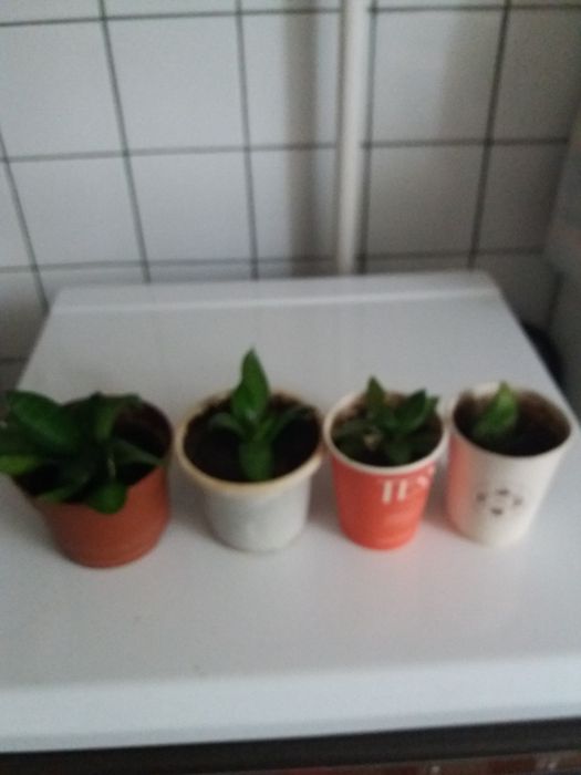 Комнатные цветы...