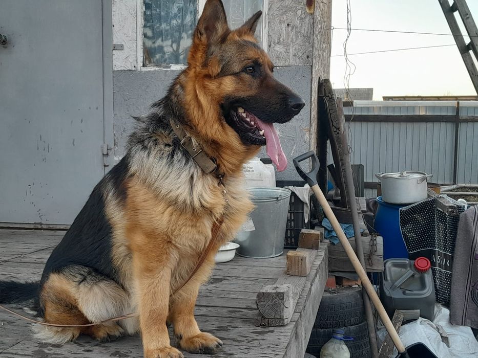 Немецкая овчарка