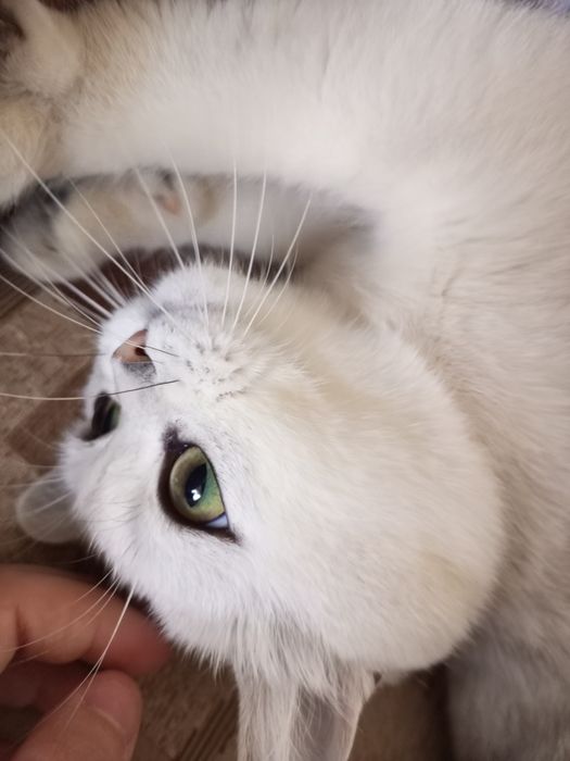 Серебристая шиншилла кошка