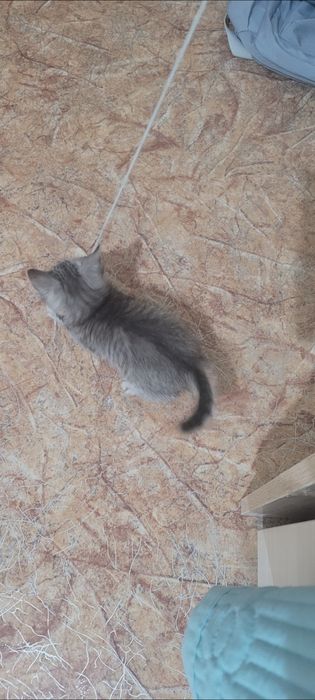 Отдам в добрые и ответственные руки