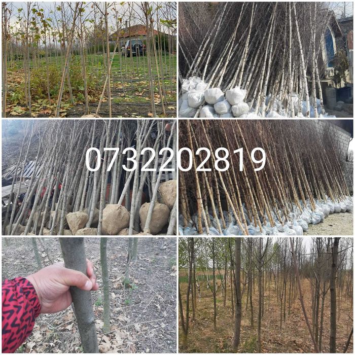 Brazi, mesteacăn, tei, platan, magnolie