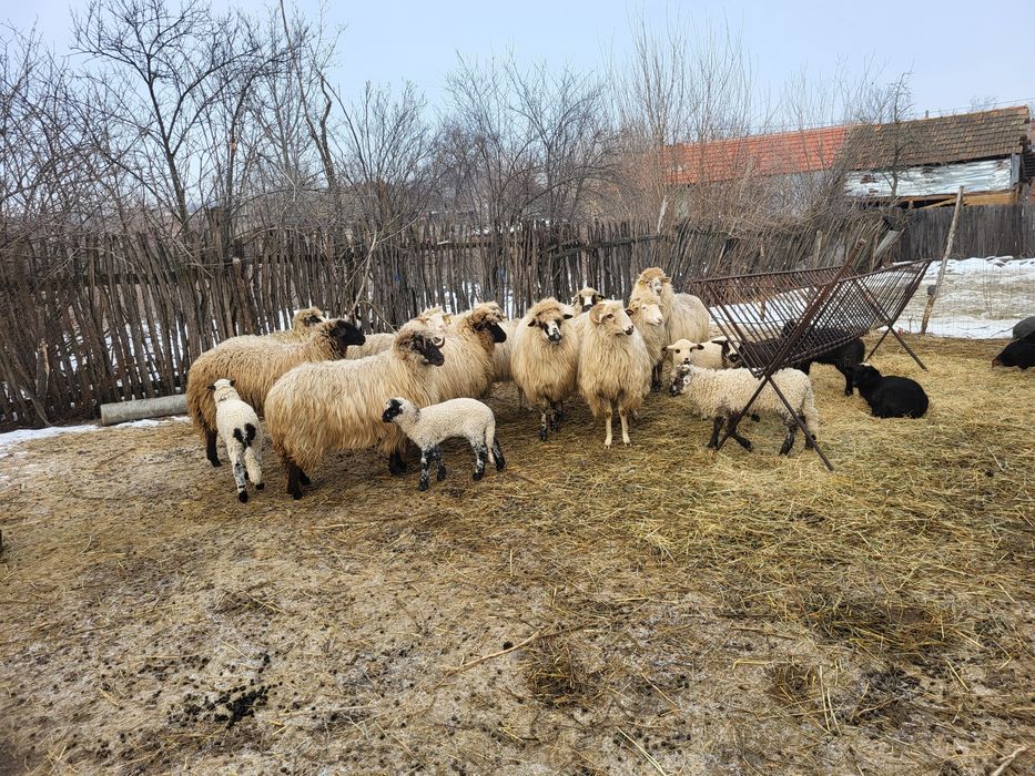 Vand 12 oi si 9 miei