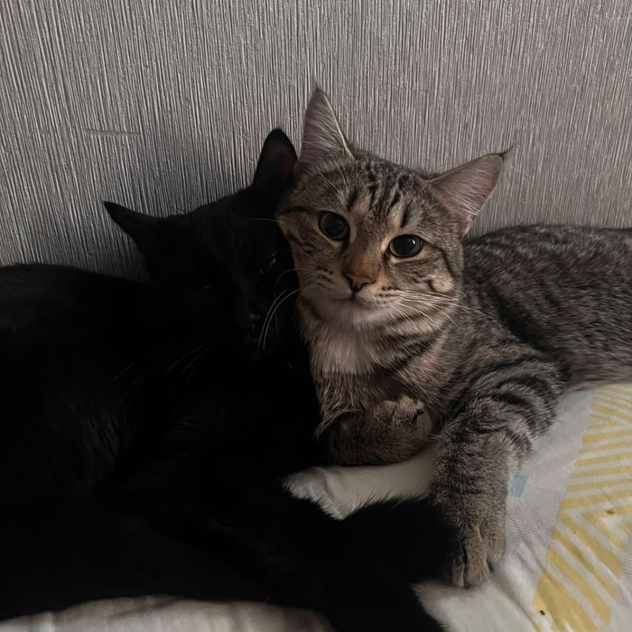 Отдам кошек бесплатно