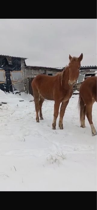 Продам двухлетку