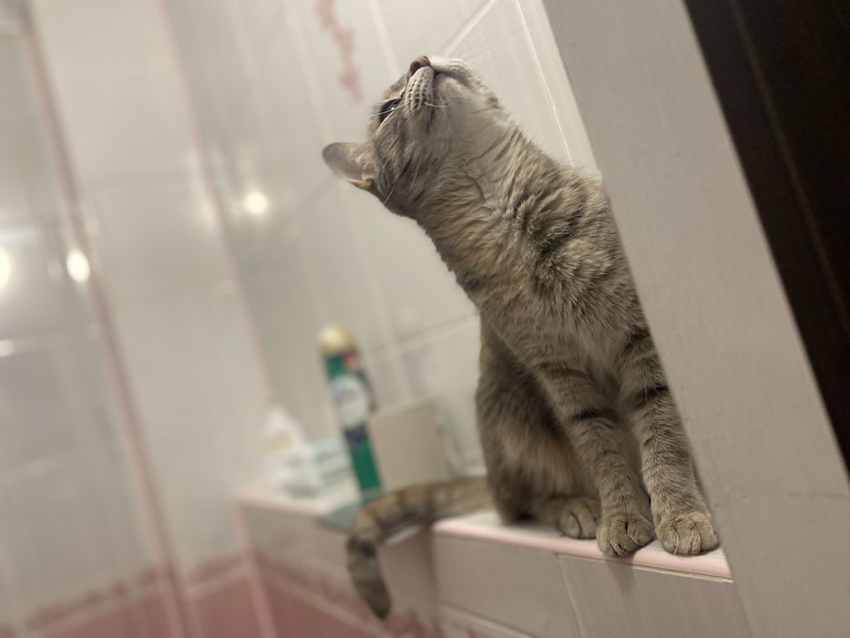 Отдам кошечку в добрые, любящие руки
