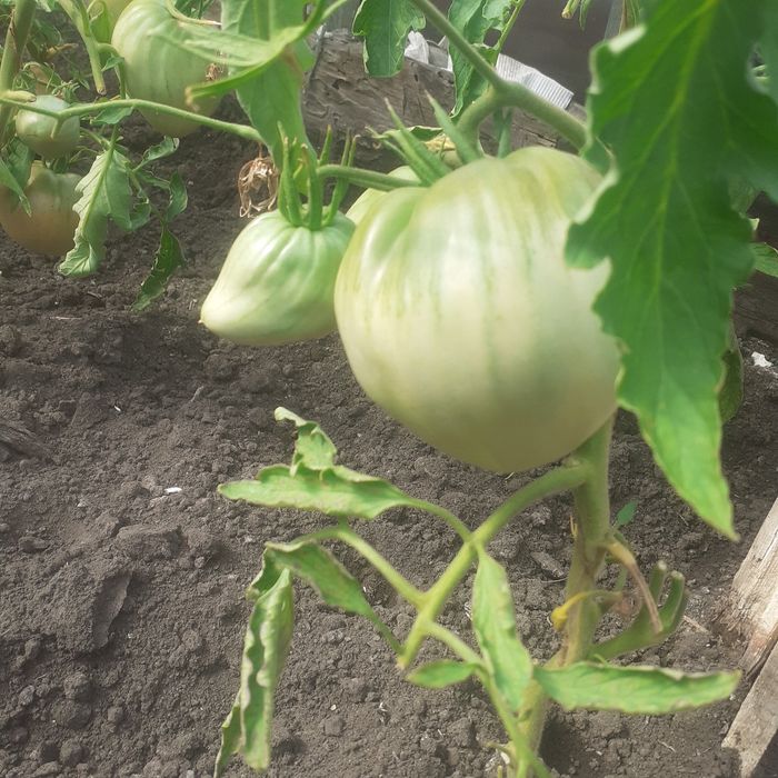 Продам домашние помидоры сорт  Бычье сердце