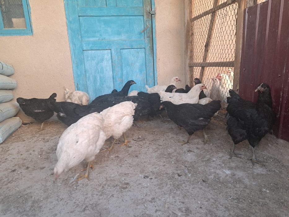 Джерсийский гигант