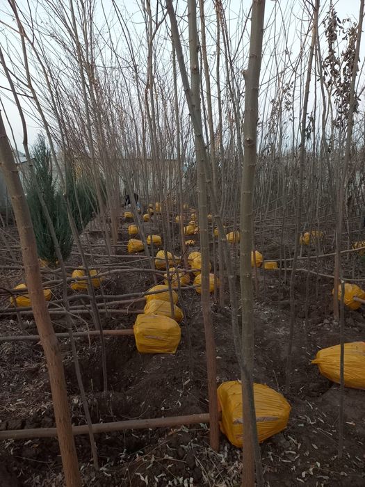 Көшеттер, газон,