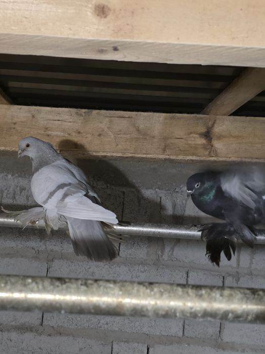 Продаются высококлассные голуби