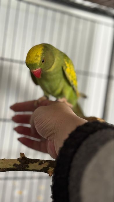 Vand papagal micul alexander