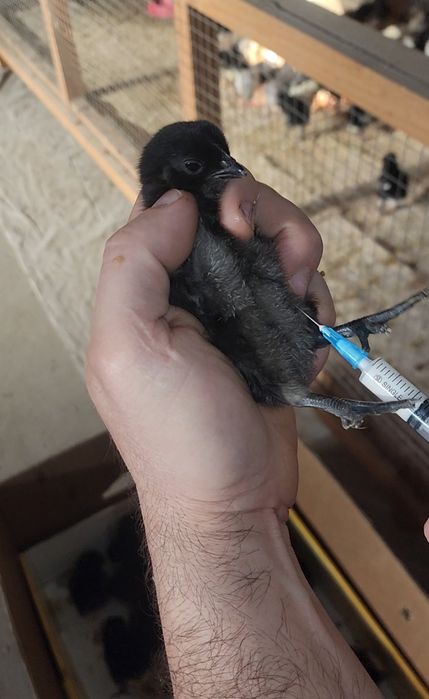 AVSTRALORP VA SENDI ZOTI Qoshilgan JOJALAR Gibrid Австрлалорп ва сенди