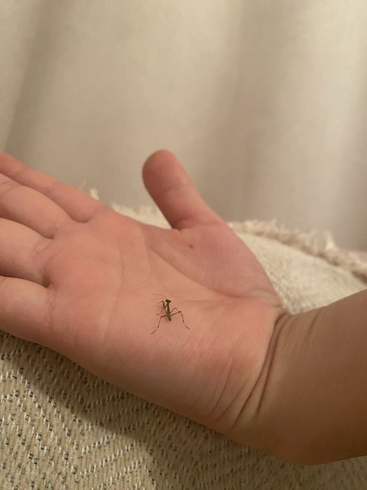 Продам вылупившихся богомолят