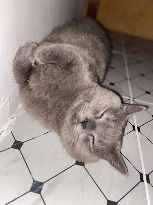 Отдам в добрые руки бритнаскую кошечку.