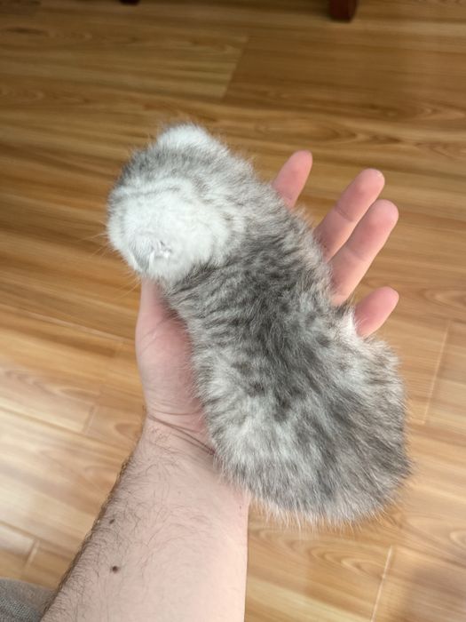 Серебристая Шиншилла