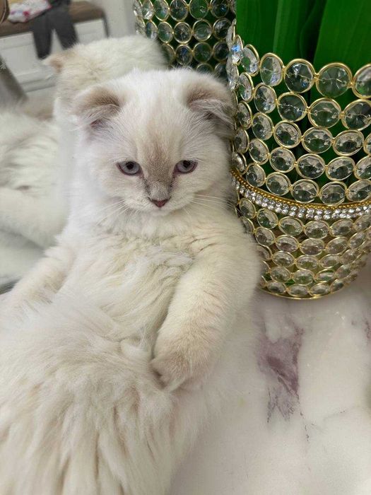 Продается белая пушистая кошка