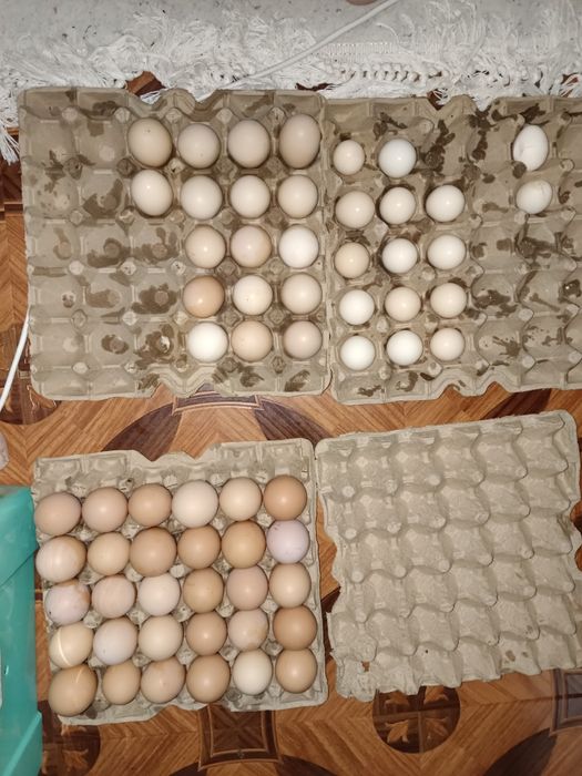 Инкубатор хизмати бор  Услуги инкубатора