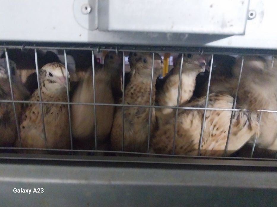 Продам перепелов манжур/техас