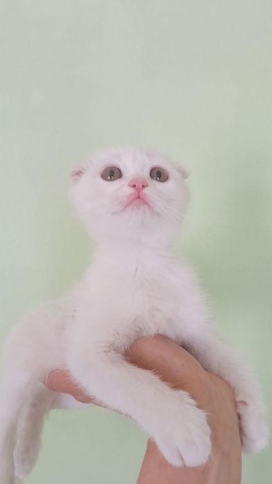 Фолды и британцы котята