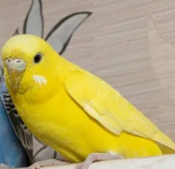 Волнистые попугайчики. Мальчик и девочка