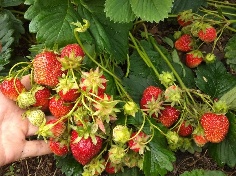 Продам рассаду клубники.