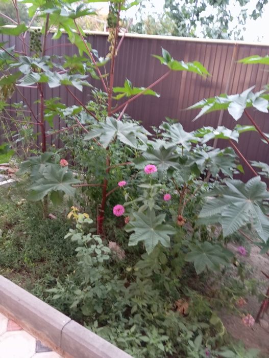 Продам кусты хризантемы.