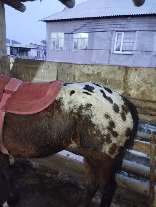 Тай сатылады_полтарашка