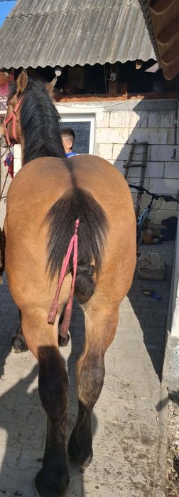 Vând mânz de 1 An foarte cuminte și cu forme bune !