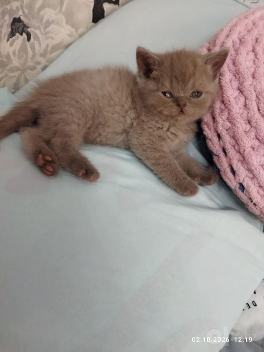 Продаются шотландские котята