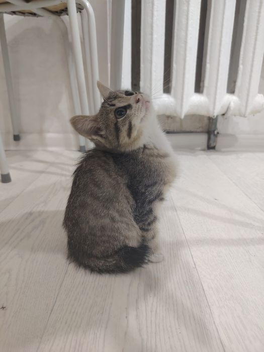Отдам Котёнка маленького