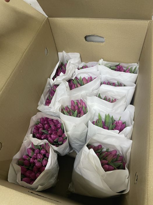Тюльпаны оптом и в розницу