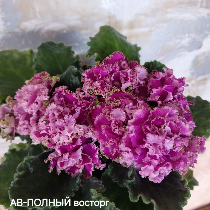 Фиалки сортовые черенки