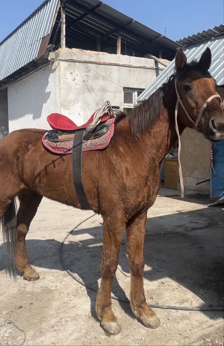 Ат жылқы құан айғыр