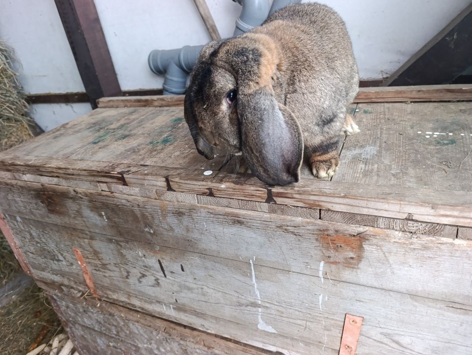 Mascul Berbec German 17.03.2025