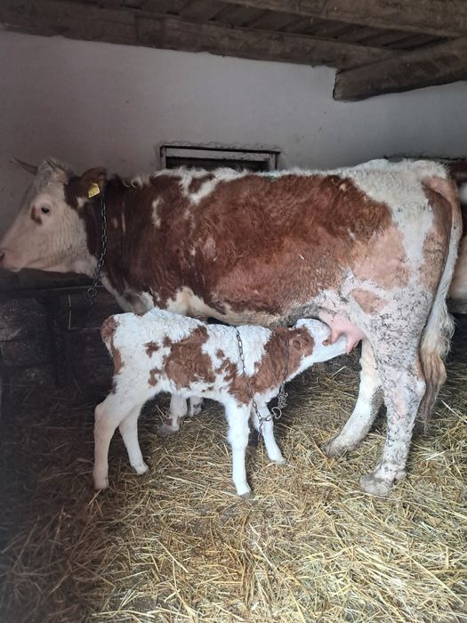 Vaca recent fatata si juninca