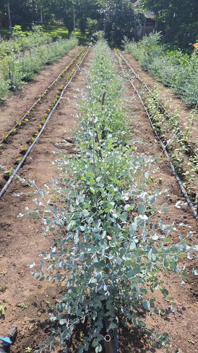 Vand tuia smaragd, leylandi si alte plante ornamentale